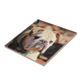 Bulldog Fliese (Seite)