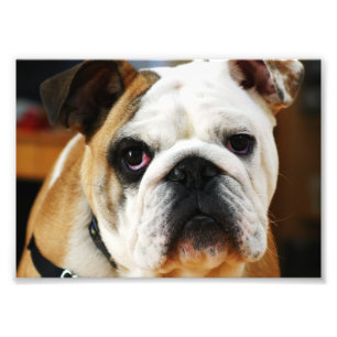 Bulldog-Foto Fotodruck