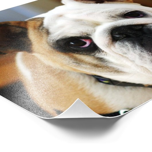 Bulldog-Foto Fotodruck (Ecke)