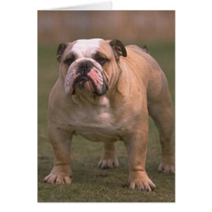 Bulldog gefüllt 2
