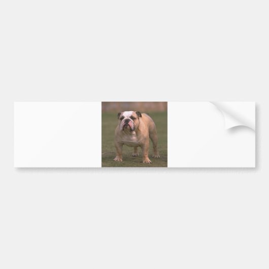 Bulldog gefüllt 2 autoaufkleber (Vorne)