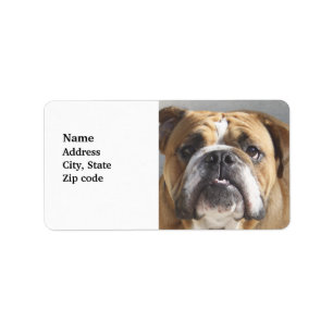 Bulldog-Gesicht - English Bulldog, Brown Adressaufkleber