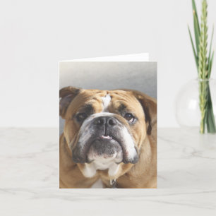 Bulldog-Gesicht - English Bulldog, Brown Karte