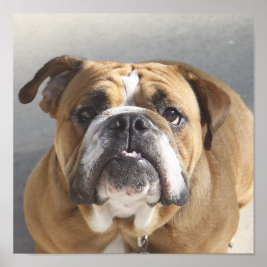 Bulldog-Gesicht - English Bulldog, Brown Poster (Vorne)