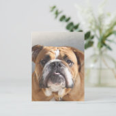 Bulldog-Gesicht - English Bulldog, Brown Postkarte (Stehend Vorderseite)