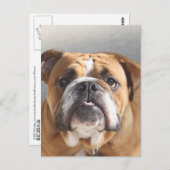 Bulldog-Gesicht - English Bulldog, Brown Postkarte (Vorne/Hinten)