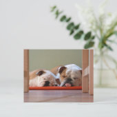 Bulldog-Gruppe schläft Postkarte (Stehend Vorderseite)