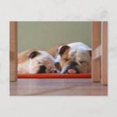 Bulldog-Gruppe schläft Postkarte (Vorderseite)