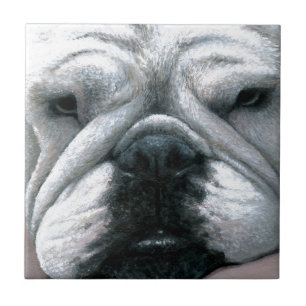 Bulldog-Hund 118 Fliese