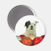 Bulldog-Hündchen Magnet (Vorderseite/Rückseite)