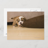 Bulldog Hündchen Postkarte (Vorne/Hinten)