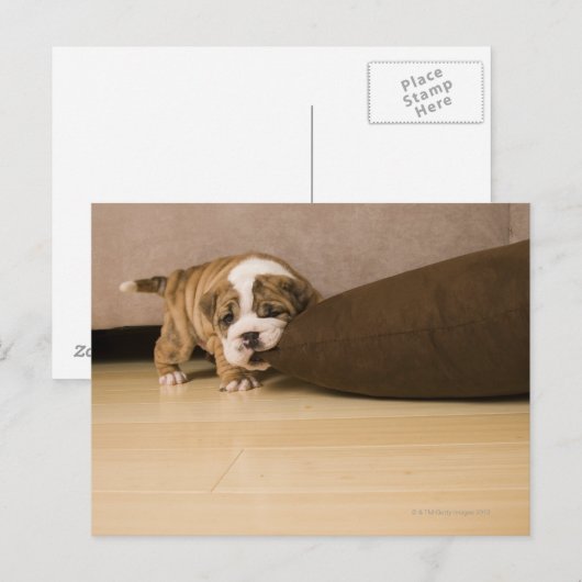 Bulldog Hündchen Postkarte (Vorne/Hinten)