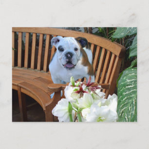 Bulldog-Hündchen-Postkarte Postkarte