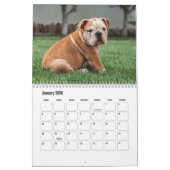 Bulldog-Hundekalender Kalender (Jan 2026)