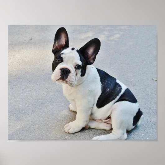 Bulldog in Schwarz und Weiß Poster (Vorne)