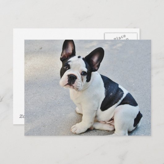 Bulldog in Schwarz und Weiß Postkarte (Vorne/Hinten)