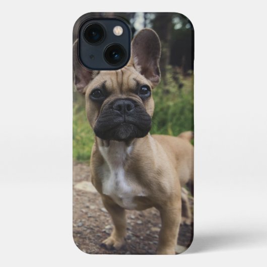 Bulldog-Kissen iPhone Hülle (Rückseite)