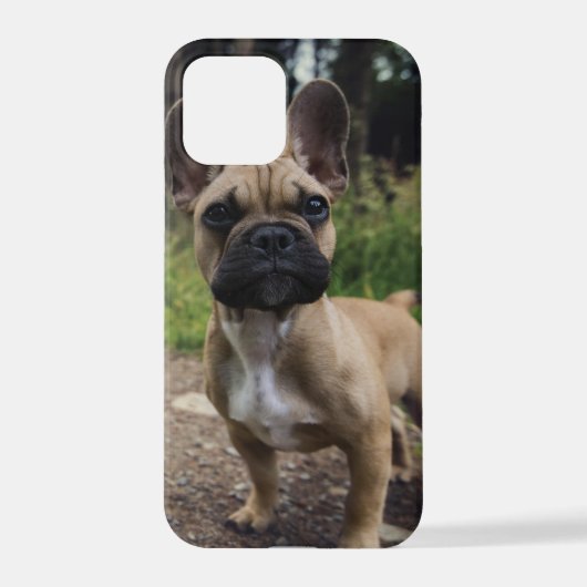 Bulldog-Kissen iPhone Hülle (Rückseite)