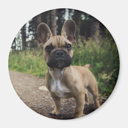 Bulldog-Kissen Magnet (Vorne)