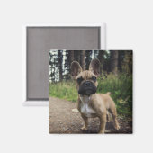 Bulldog-Kissen Magnet (Vorderseite/Rückseite)