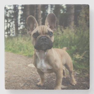 Bulldog-Kissen Steinuntersetzer