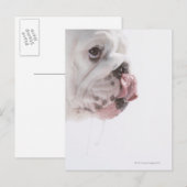 Bulldog Licking Postkarte (Vorne/Hinten)