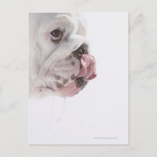 Bulldog Licking Postkarte (Vorderseite)