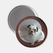 Bulldog Magnet (Vorderseite/Rückseite)