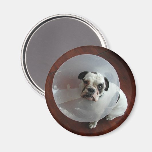 Bulldog Magnet (Vorderseite/Rückseite)
