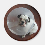 Bulldog Magnet (Vorne)