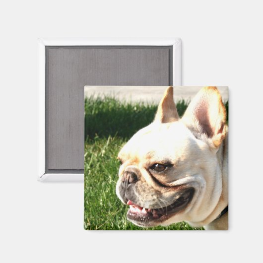 Bulldog Magnet (Vorderseite/Rückseite)