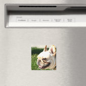 Bulldog Magnet (In Situ (Geschirrspüler))