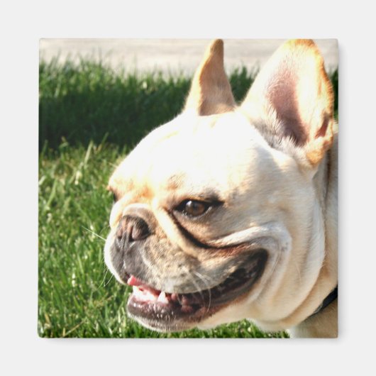 Bulldog Magnet (Vorne)