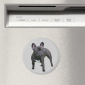 Bulldog Magnet (In Situ (Geschirrspüler))