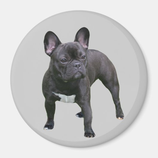 Bulldog Magnet (Vorne)