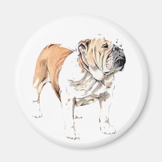 Bulldog-Magnet Magnet (Vorne)