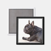 Bulldog-Magnet Magnet (Vorderseite/Rückseite)