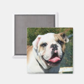 Bulldog-Magnet Magnet (Vorderseite/Rückseite)