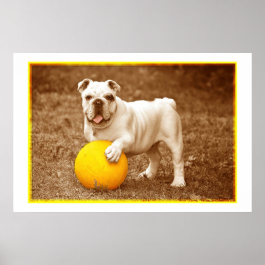 Bulldog mit Ball-Poster Poster (Vorne)