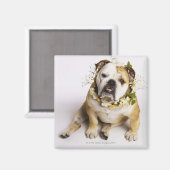 Bulldog mit Blume Magnet (Vorderseite/Rückseite)
