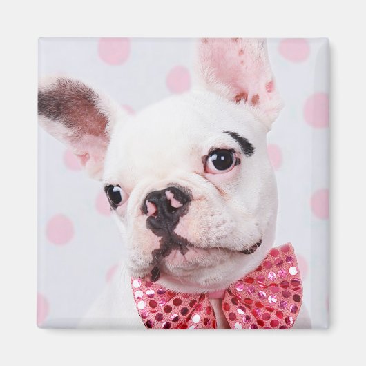 Bulldog mit Bow-Krawatte Magnet (Vorne)