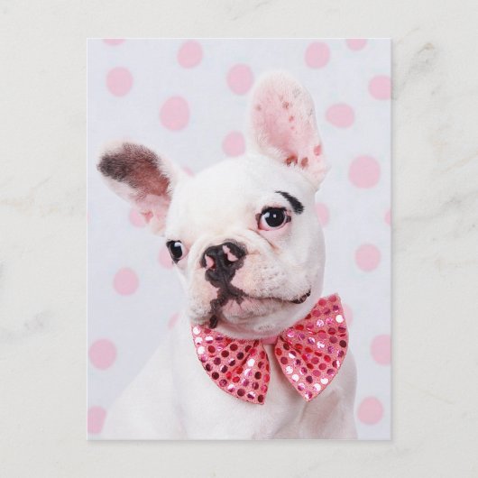 Bulldog mit Bow-Krawatte Postkarte (Vorderseite)