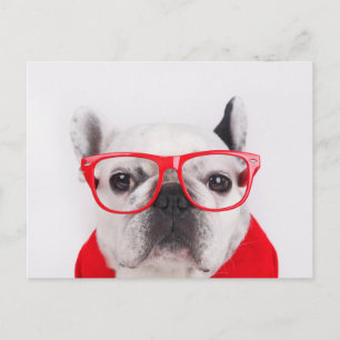 Bulldog mit Brille und Shirt Postkarte