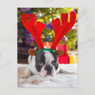 Bulldog mit Rentierhornen Postkarte