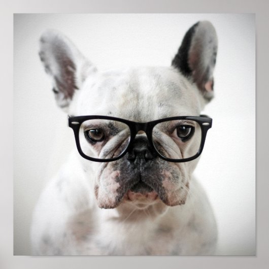 Bulldog mit schwarzer Brille Poster (Vorne)