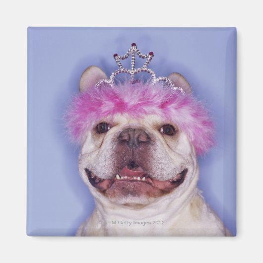 Bulldog mit Tiara Magnet (Vorne)