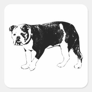 Bulldog-Moment, visuelles Vergnügen Quadratischer Aufkleber