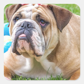 Bulldog Niedlich Ostertier Hundeportrait Haustier Quadratischer Aufkleber