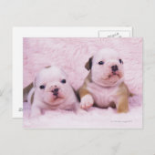 Bulldog; oft als englischer Bulldog bezeichnet. Is Postkarte (Vorne/Hinten)