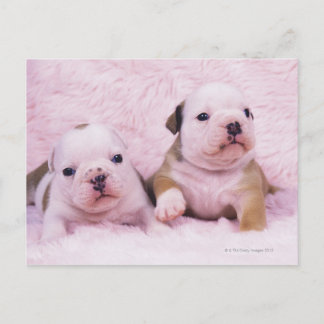 Bulldog; oft als englischer Bulldog bezeichnet. Is Postkarte